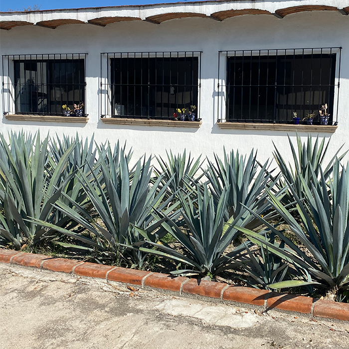 agaves